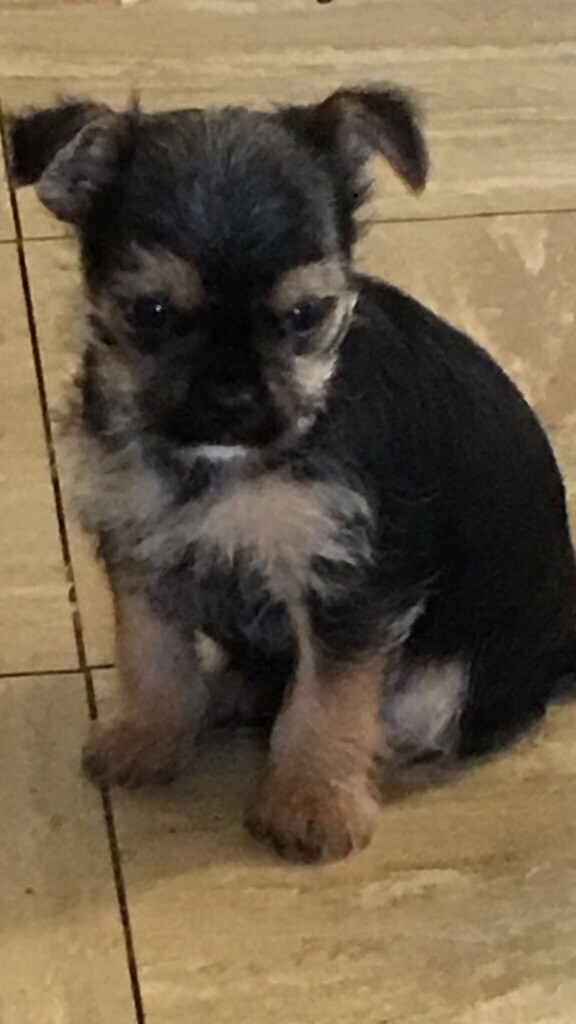 chorkie for sale